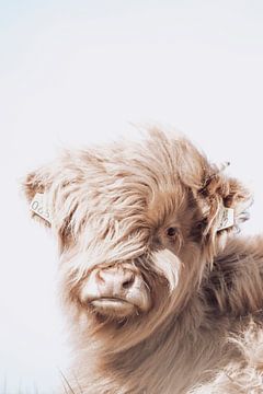 Schotse Hooglander | Sepia | Dierenfotografie van Wandeldingen