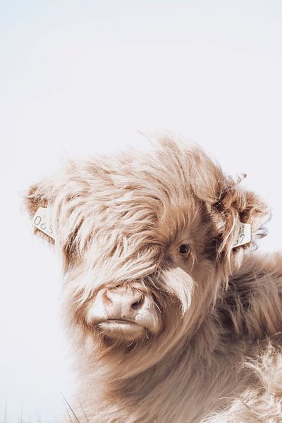 Schottischer Highlander | Sepia | Tierfotografie von Wandeldingen
