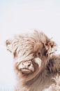 Schottischer Highlander | Sepia | Tierfotografie von Wandeldingen Miniaturansicht
