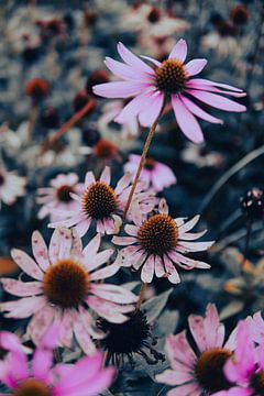 Blume: Sonnenblume von Raaf