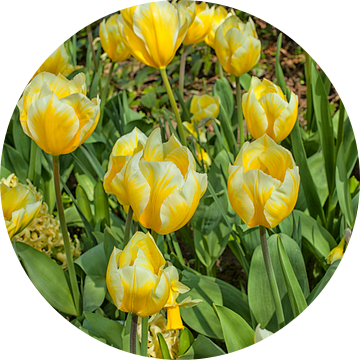 Bloemenveld met gele tulpen en narcissen