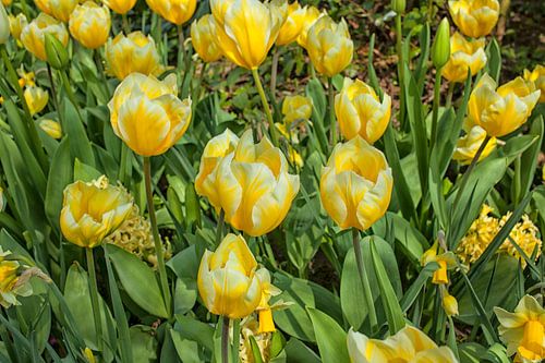 Field of flowers with yellow tulips and daffodils