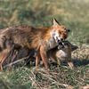 La mère renard nourrit ses petits sur Jolanda Aalbers