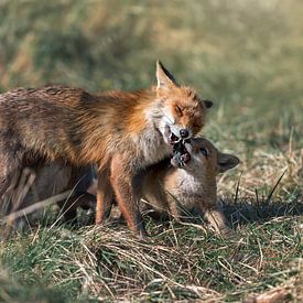 Mother fox feeds her cubs by Jolanda Aalbers