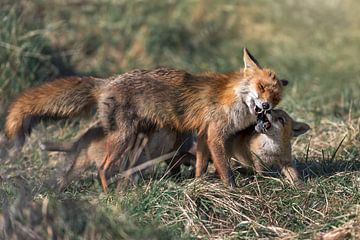 Moeder vos geeft eten aan haar welpen van Jolanda Aalbers