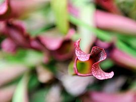 Deathly pink flower by Txell Alarcon