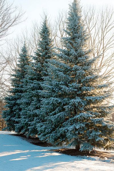 Snow-covered fir trees by Poster Art Shop