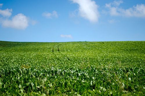Champs néerlandais, Pays-Bas sur Olivier Van Acker