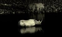 Rhinos par BL Photography Aperçu