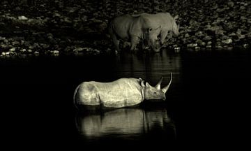Rhinos van BL Photography