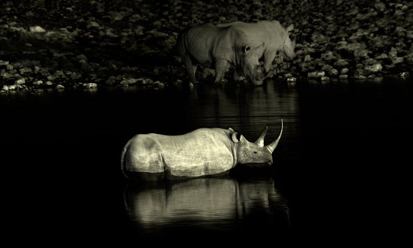 Rhinos par BL Photography