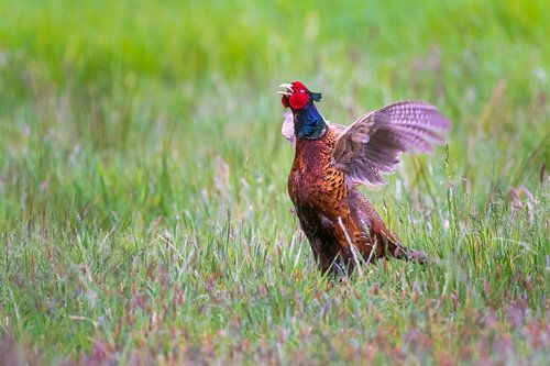 Flapping and calling pheasant