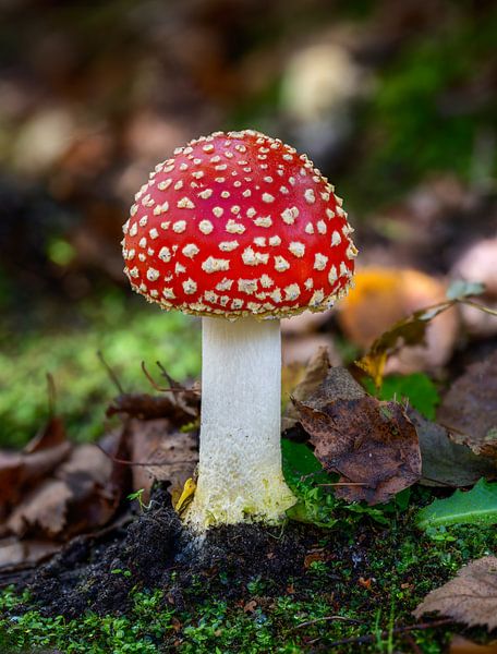 Amanite rouge dans la forêt par ManfredFotos