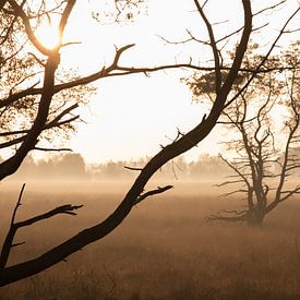 Natuur: Bomen in de mist van Monique Struijs