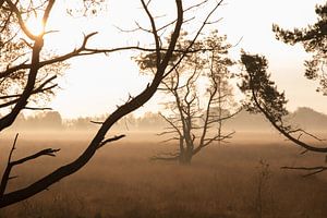 Natuur: Bomen in de mist sur Monique Struijs