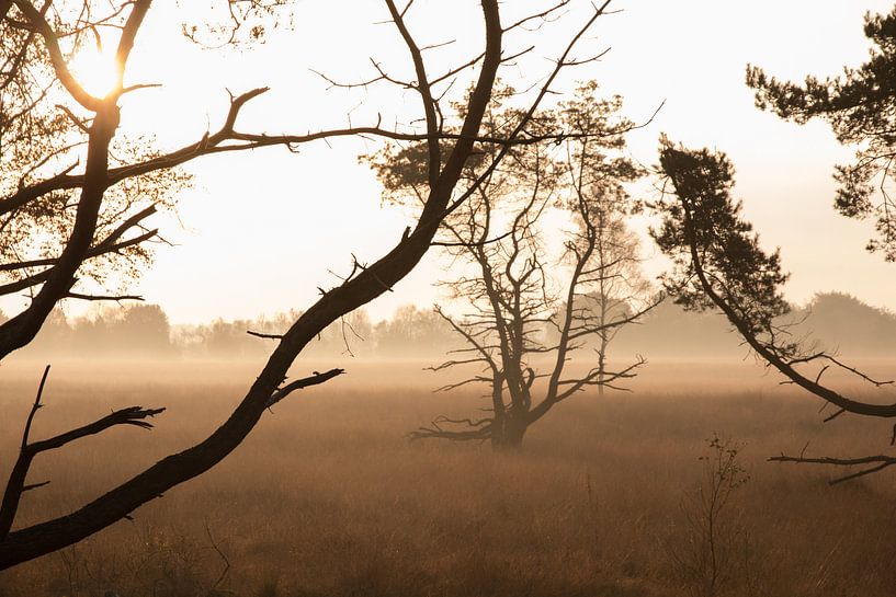 Natuur: Bomen in de mist by Monique Struijs