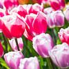Tulpenreihen von studio photoflash