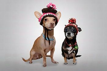 Chihuahuas avec des chapeaux