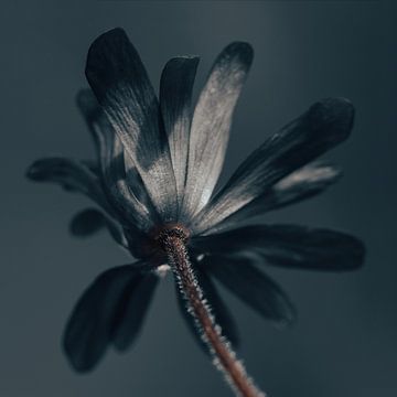 Die köstlich dunkle Blume von Imladris Images