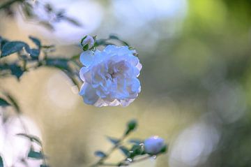 witte dauw roos van Tania Perneel