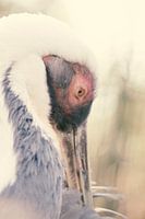 Crane