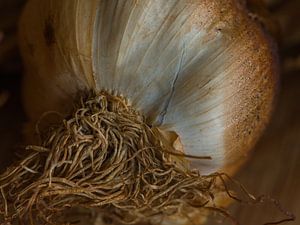 Nature morte d'un oignon