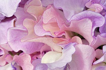 Detail van golvende roze/lila bladeren van lathyrus bloem. van Gert van Santen