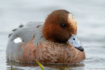 Canard pilet