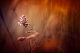 Wonders of a sunset van Bob Daalder