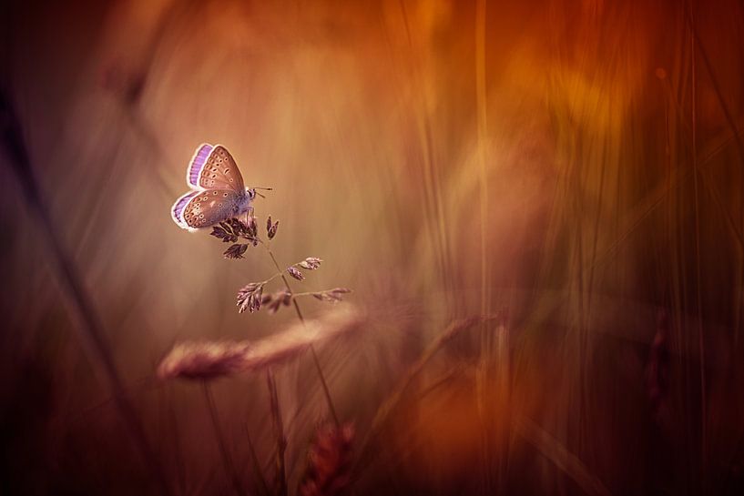 Wonders of a sunset by Bob Daalder