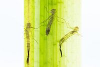 Juffer larval skins