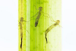 Juffer larval skins by Danny Slijfer Natuurfotografie