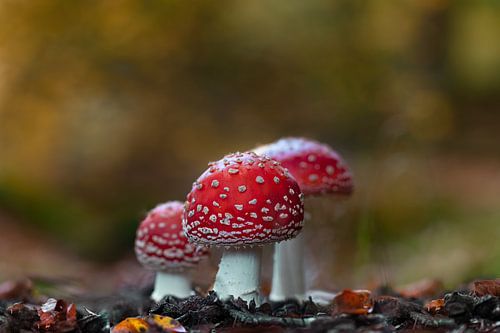 Fly agarics by Ralf Köhnke