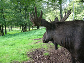 Ontmoeting met Knut de eland 3 van Helmut Martin - The Art of Stone - Steinkunst & Photographie