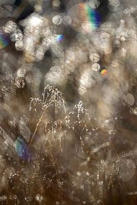 gras in tegenlicht sur Ronald Wilfred Jansen