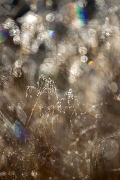 gras in tegenlicht von Ronald Wilfred Jansen