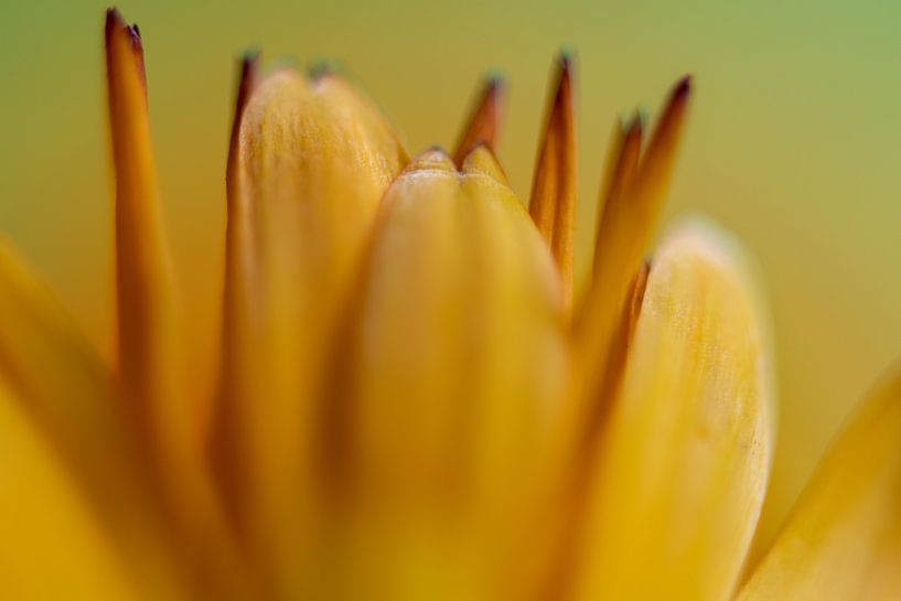 Couleur jaune abstraite par Jolanda de Jong-Jansen
