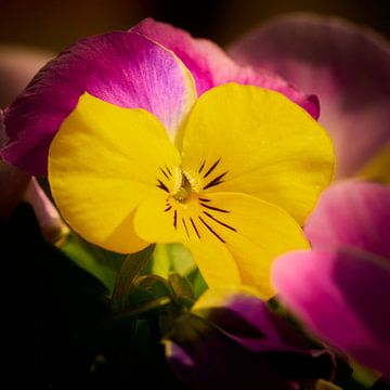 Le cœur d'une violette jaune et mauve sur Jenco van Zalk