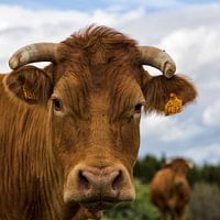 French cow(s)