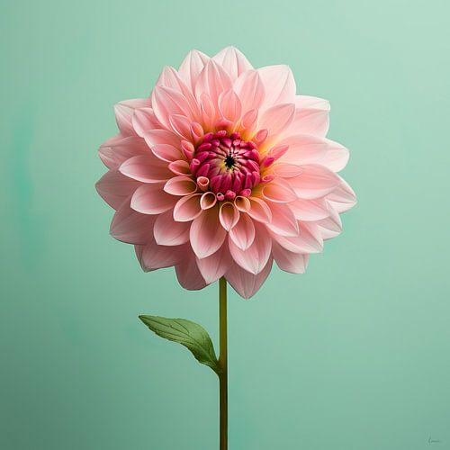 Dahlia in roze tinten op een groene achtegrond