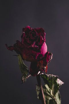 Rode roos van Marie Ndiaye