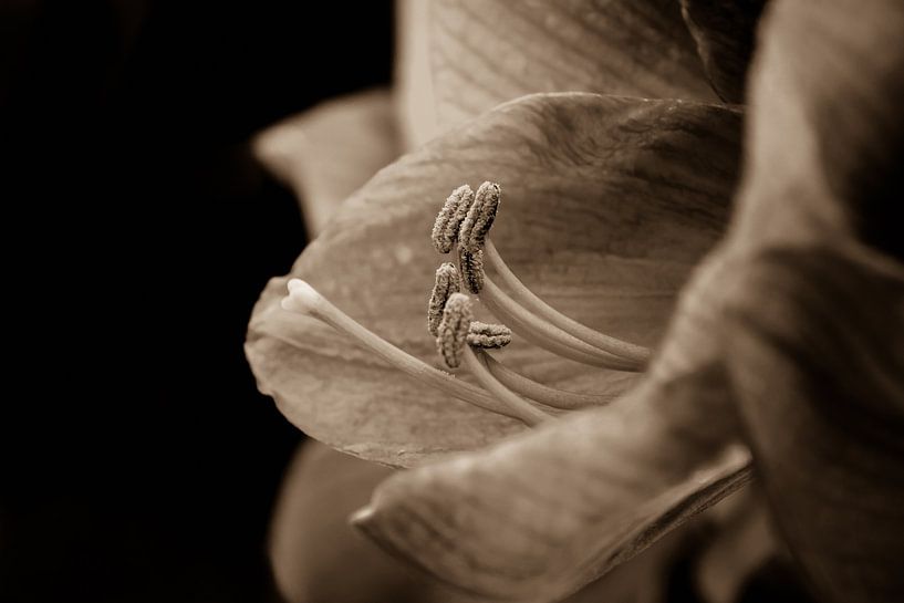 Amaryllis Sepia by Consala van  der Griend