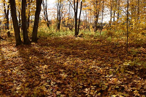 Een suikerstruik in de herfst