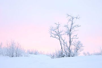 Poolnacht Zweeds Lapland van Milou Hinssen