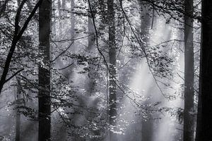 Harpes solaires dans la forêt de Drenthe sur Jurjen Veerman