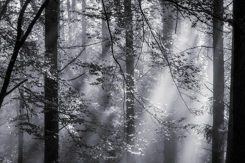 Sun harps in the Drenthe forest by Jurjen Veerman