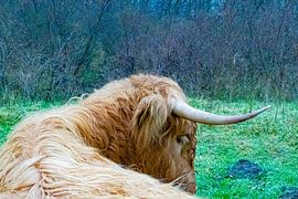 Schottischer Highlander von Truckpowerr