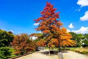 Kleurrijk herfstlandschap in het park van Animaflora PicsStock