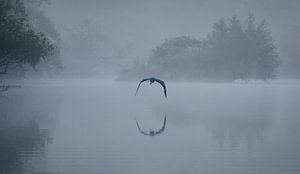 Reiher im Nebel