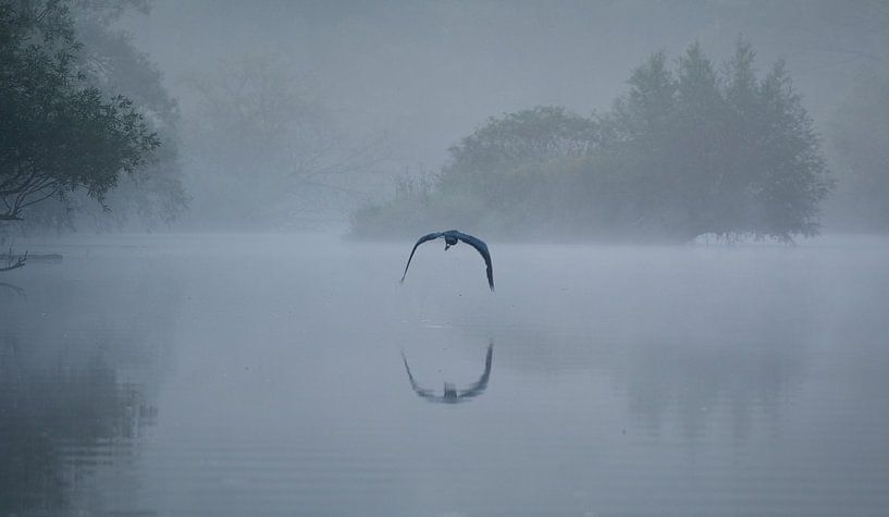 Reiher im Nebel von René van der Horst